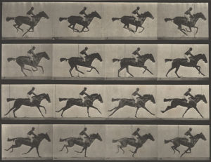 A 12 frame time-series photograph of a horse taken by Eadweard Muybridge